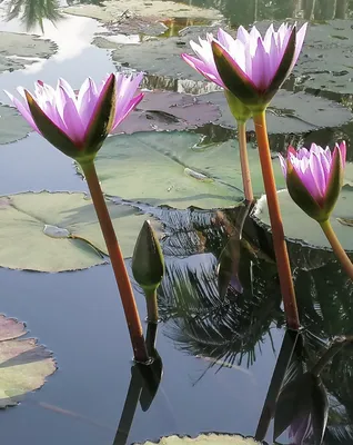 100+ Lotus Flower Pictures | Download Free Images on Unsplash