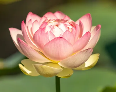 Sacred Lotus | Beautiful Lotus Flower Collections – Ten Mile Creek Nursery