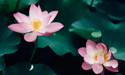 The Lotus Flower is Everything, Everywhere, All At Once (in Thailand) -  Thailand NOW