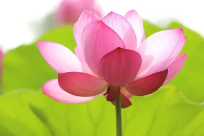 The Lotus Blossom method: ideation on steroids | by Phil Delalande | UX  Collective