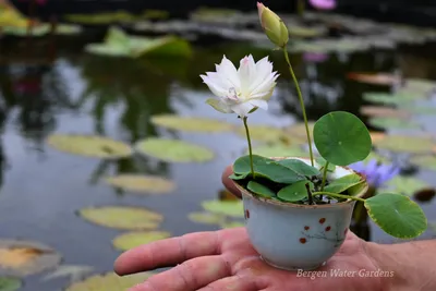 Buddhist symbols | Lotus Flowers