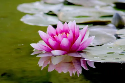 The Miracle of the Lotus Flower - Awakenings Health