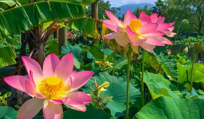 Summertime Lotus Blooms and Water Lily Feature: Nymphaea Terri Dunn |  Garden Ponds Nursery