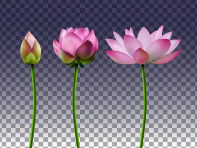 Flower Power: The Lotus and its Meanings Throughout Time