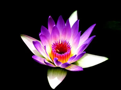 Lotus Flower - Vastu Significance, Placement, and Benefits