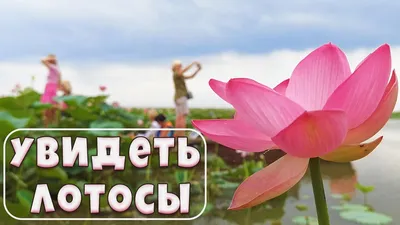 Астраханский колорит (с поездкой в Дельту Волги на цветущие лотосовые поля,  экскурсией по декорациям Сарай Бату, дегустацией астраханских арбузов, 3  дня + ж/д или авиа) - Туры в Астрахань