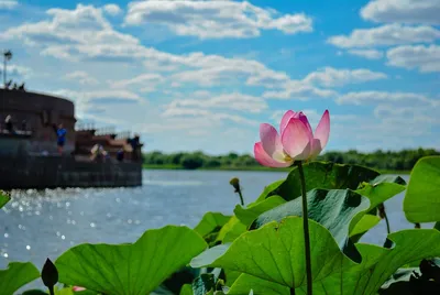 Экскурсия на лотосовые поля в устье Волги - Астрахань