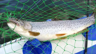 Ловля рыбы в мутной воде, или рассказ о том, как удачливые рыбаки  браконьерами оказались