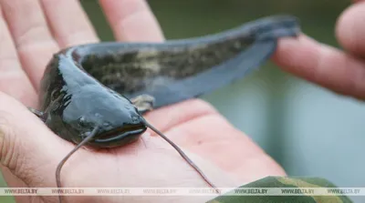 Street Fishing - ловля рыбы в городе. Основные места ловли хищника в  городской черте. | Японские снасти | Дзен