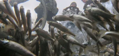 ВИДЕО) В период запрета на лов рыбы, Погранполиция обнаружила в брошенной  лодке 40 кг рыбы. Задержан один из подозреваемых - Nokta