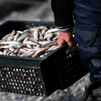 Туу балыга (ловля рыбы на корчаге, по другому называется *мордушка*) 🐟🐟🐟  фото от @nature.ykt 👍🏽 | Instagram