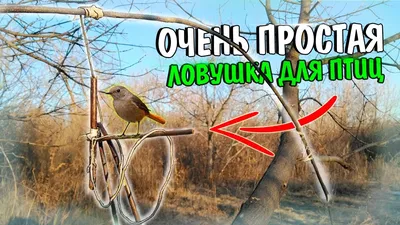 ОЧЕНЬ ПРОСТАЯ ЛОВУШКА ДЛЯ ПТИЦ | Как поймать птицу? - YouTube