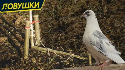 Купить 1 шт., ловушка для двери голубя, гоночная ловушка для птиц в Украине  недорого | доставка из Польши - Киев, Днепропетровск, Харьков, Львов,  Житомир, Черкассы, Одесса, Николаев, Ужгород, Тернополь, Хмельницкий.