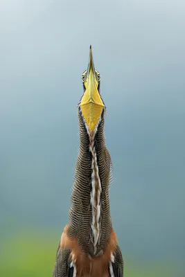 Лучшие фотографии птиц по версии Audubon Photography Awards 2020