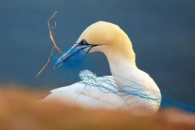 Лучшие фотографии птиц 2019 года | Блог о фотографии | Команда foto.by