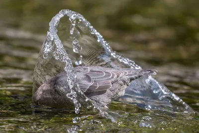 Лучшие фотографии птиц с конкурса Bird Photographer of the Year 2018