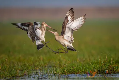 Лучшие фотографии птиц с конкурса Bird Photographer of the Year 2018