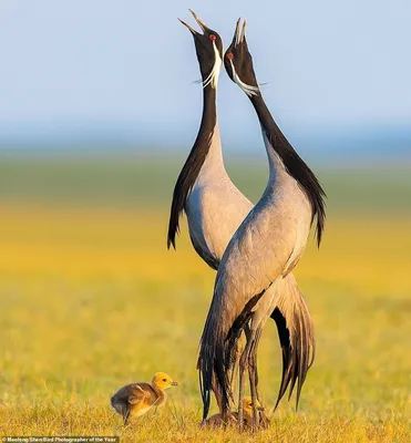 Лучшие фотографии птиц с конкурса Bird Photographer of the Year