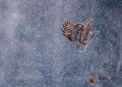 Фотогалерея: Лучшие снимки птиц с конкурса Bird Photographer of the Year  2022 - Российская газета