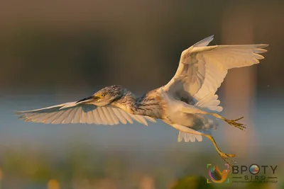 Лучшие фото птиц