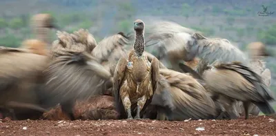 Лучшие фотографии птиц с конкурса Bird Photographer of the Year 2018