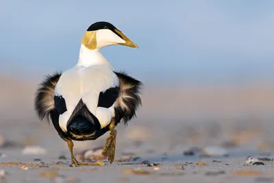 Фотогалерея: Лучшие снимки птиц с конкурса Bird Photographer of the Year  2022 - Российская газета