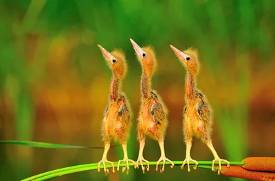 Осень. Пора вспомнить про птиц. Лучшие фотографии от Bird Photographer of  the Year | Дикий Журнал | Дзен