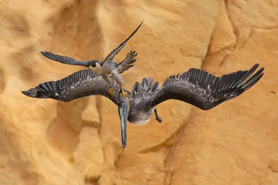 Bird Photographer of the Year – конкурс лучших фотографий птиц со всего мира