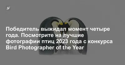 Лучшие фотографии птиц с конкурса Bird Photographer of the Year »  BigPicture.ru