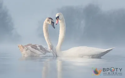 16 лучших фотографий птиц по версии Bird Photographer of the Year 2023 -  Лайфхакер