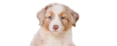 🐶Лучшие сторожевые и охранные породы собак | Собачье дело | Дзен