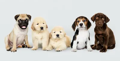 Лучшие фотографии собак по версии Dog Photography Awards'2022 | PHOTOWEBEXPO