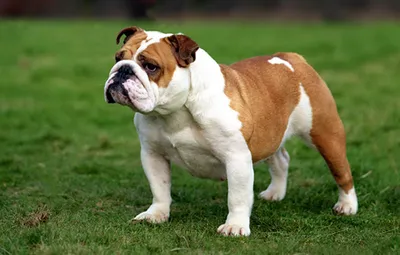 Породы собак лучшие 🐕 для содержания в квартире? - Гульдог