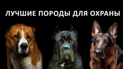 Собаки-компаньоны: лучшие породы для дружбы и домашнего уюта в интернет  зоомагазине Любимчик