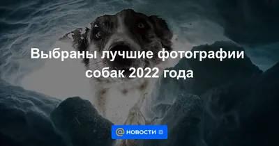 Названы лучшие породы собак для детей