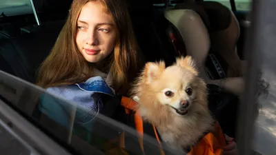 Лучшие породы собак для неопытных владельцев: ТОП 10