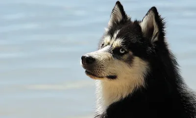Лучшие друзья человека: 6 крупных пород собак-компаньонов