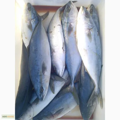 Как поймать рыбу Луфарь (гумбар - bluefish) в Средиземном море, где и на  что ее ловить в Израиле | Все о рыбалке в Израиле