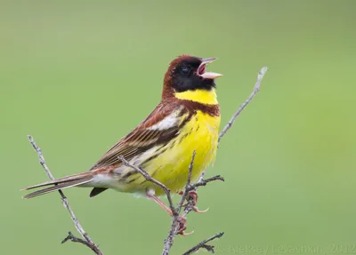 Whinchat / Травянка Лучна / Луговой Чекан | Animals, Bird