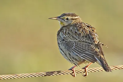 Birdwatching Moscow - Луговые чеканы — птицы открытых лугов, любят  раскачиваться на травинках и ловить насекомых в полёте. Фото @innakoreyko с  нашего похода в Малинки | Facebook