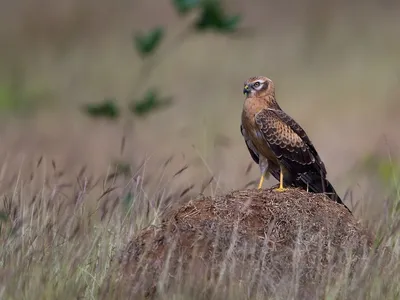 Луговой чекан - eBird