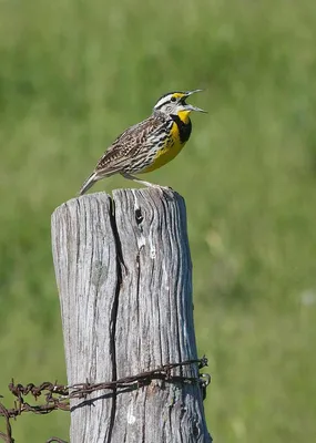 Птицы Новгородской области / Birds of Novgorod Oblast's Journal ·  iNaturalist