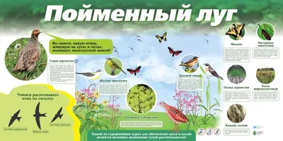 Пойменный луг | Ecoidea.me