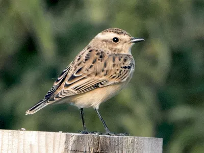 Луговой чекан - eBird