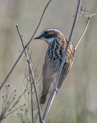 Луговой чекан (Saxicola rubetra). Птицы Сибири.