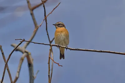 Луговой чекан (Saxicola rubetra). Птицы Европейской России.