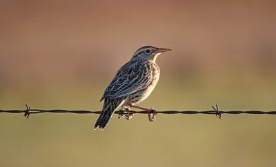 Луговой чекан, Saxicola rubetra, Whinchat | Москва, Ю. Черта… | Oleg  Nabrovenkov | Flickr