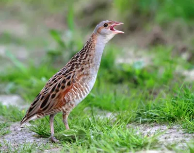 Луговой тетерев - eBird