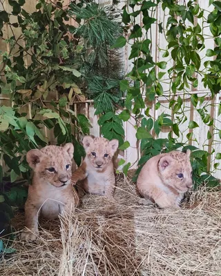 Необычные львы Уганды, которые любят спать на деревьях