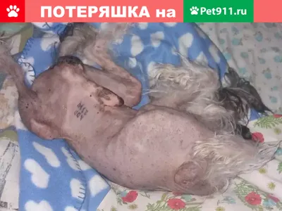 Китайская хохлатая собака (Chinese Crested Dog) - порода веселая, игривая и  нежная. Фото, описание и отзывы о собаке.